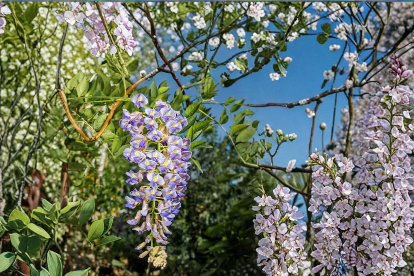 Blue Moon Wisteria Live Plant | Wisteria macrostachya 'Blue Moon' | 6–14 Inch Starter Vine | Hardy Perennial