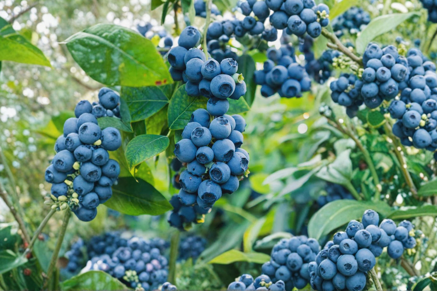 2 Blueray Blueberry Live Plants | Vaccinium corymbosum 'Blueray' | Fruit Bearing Blueberry Bush Seedlings | Hardy Berry Plants
