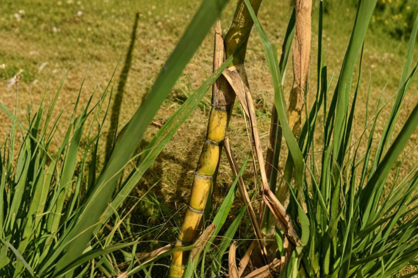 2 Sugarcane Cuttings | Sweet Sugar Cane Live Plant | 2 Nodes Each | Saccharum officinarum | Fresh Unrooted Cuttings