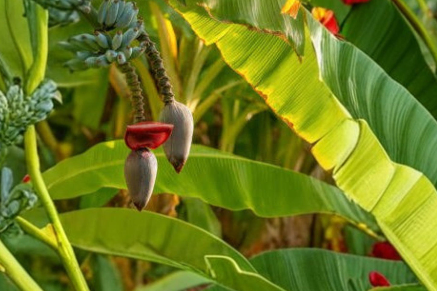Basjoo Banana Tree Live Plant | Musa basjoo | Cold Hardy Banana Starter | Rooted Tropical Plant | Hardy Banana Tree