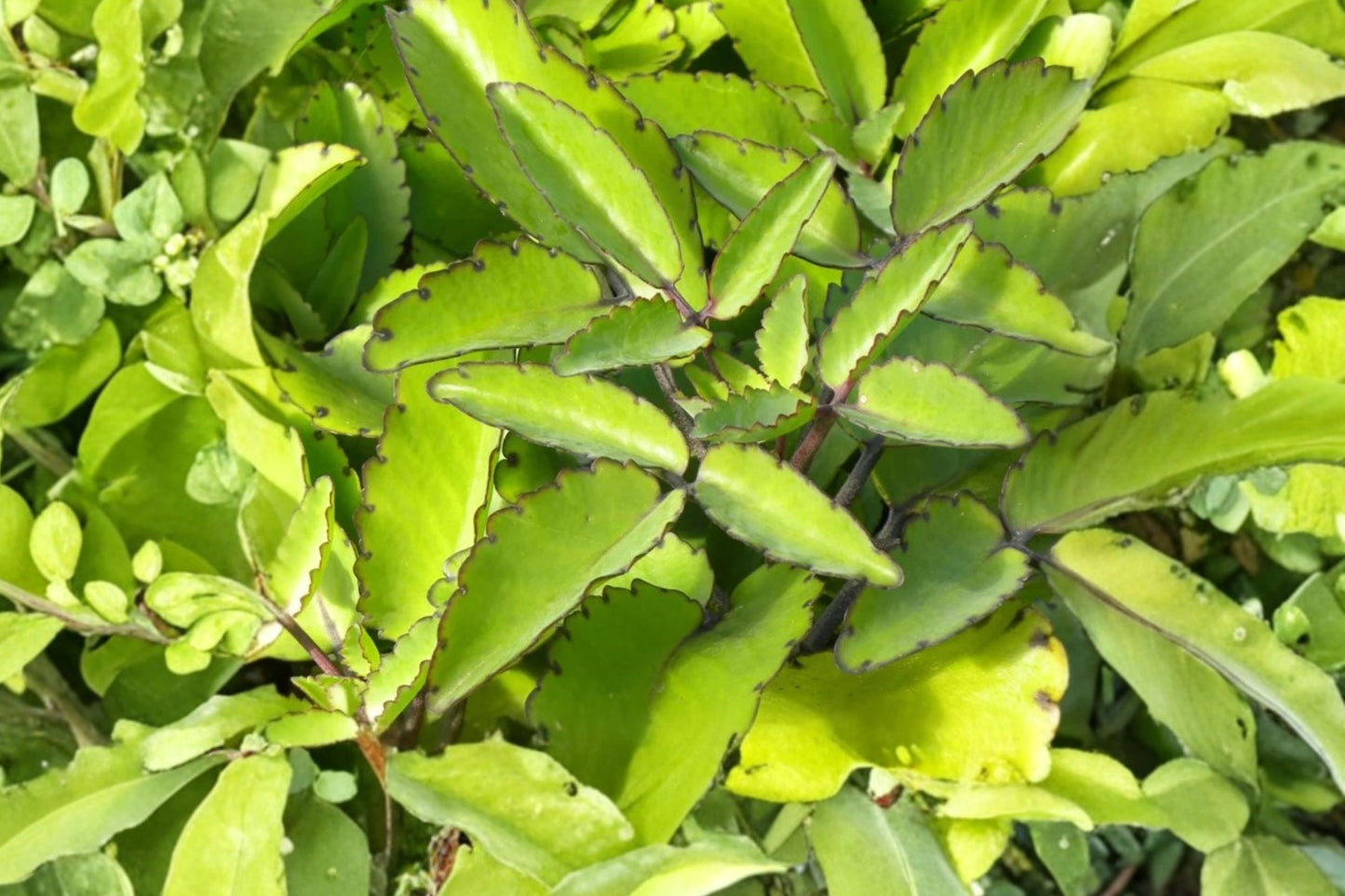 Organic Leaf of Life Live Plant | Kalanchoe pinnata | Miracle Leaf | Air Plant | Medicinal Succulent Starter