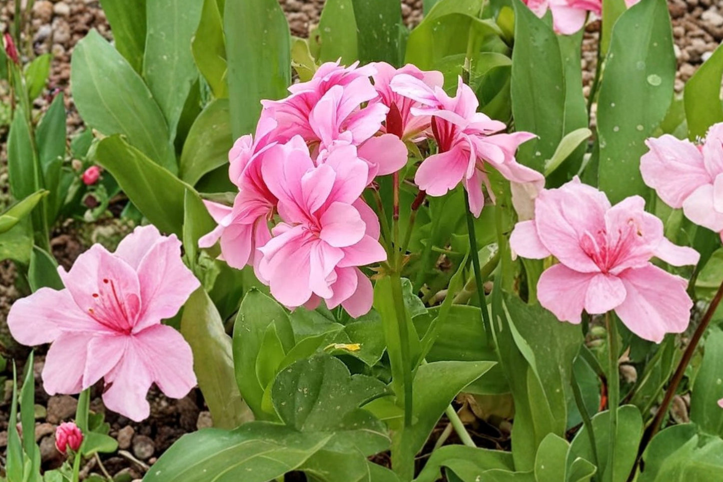 Cascade Pink Ivy Geranium Cuttings | 3 Unrooted 6-Inch Pelargonium peltatum Live Plant Cuttings | Trailing Geranium