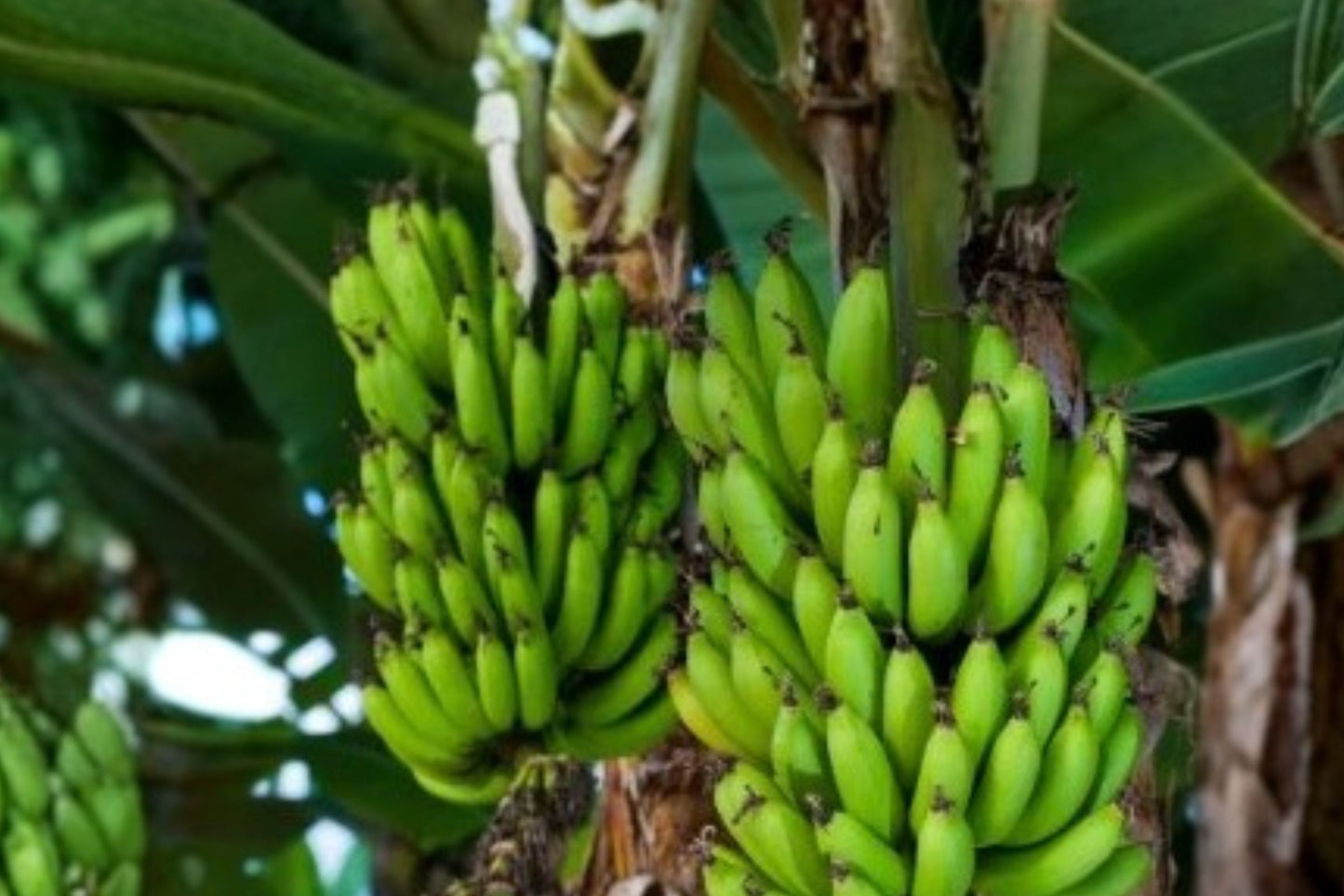 Double Mahoi Dwarf Banana Live Starter Plug | Musa 'Double Mahoi' | Rare Banana Plant | Edible Tropical Fruit Plant