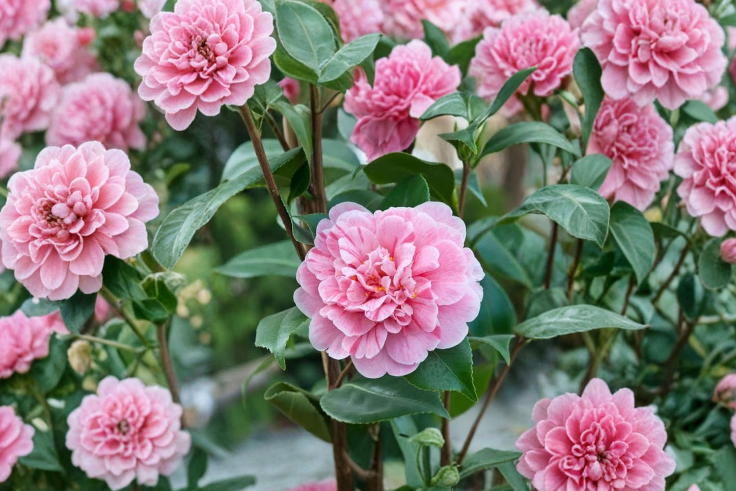 Tri Color Camellia Live Starter Plant | Camellia japonica | 4L Pot | Evergreen Flowering Shrub | Multi-Color Blooms