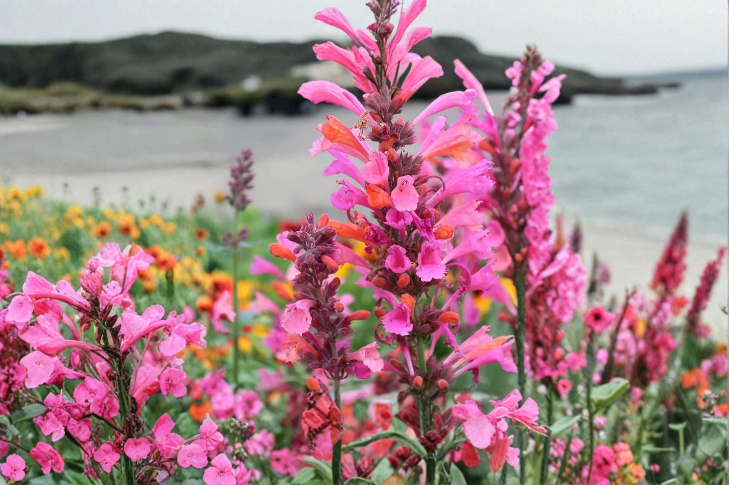 Agastache Kudos Coral Live Starter Plant | Hummingbird Mint | Agastache 'Kudos Coral' | Pollinator Perennial | Free Shipping