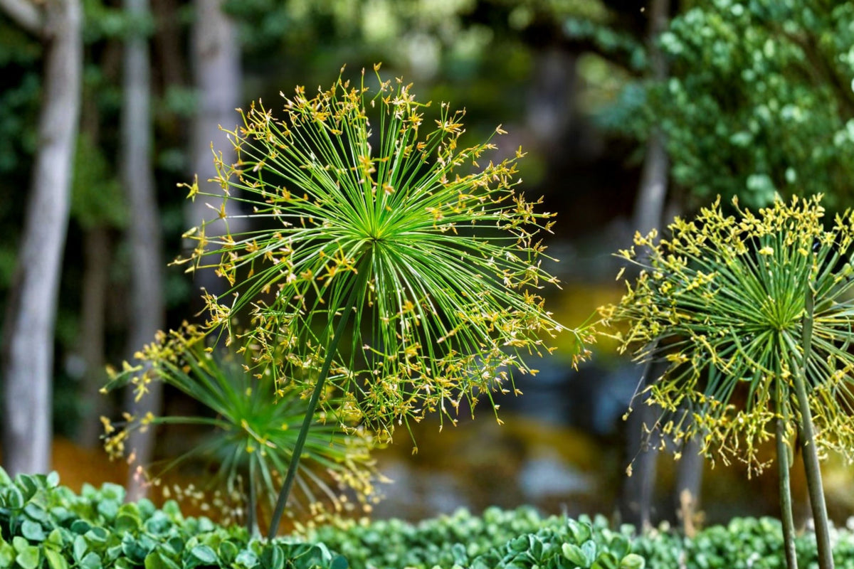Dwarf Papyrus Live Pond Plant | Cyperus haspan | Tropical Aquatic Marginal Plant | Water Garden Plant | Buy 2 Get 1 Free
