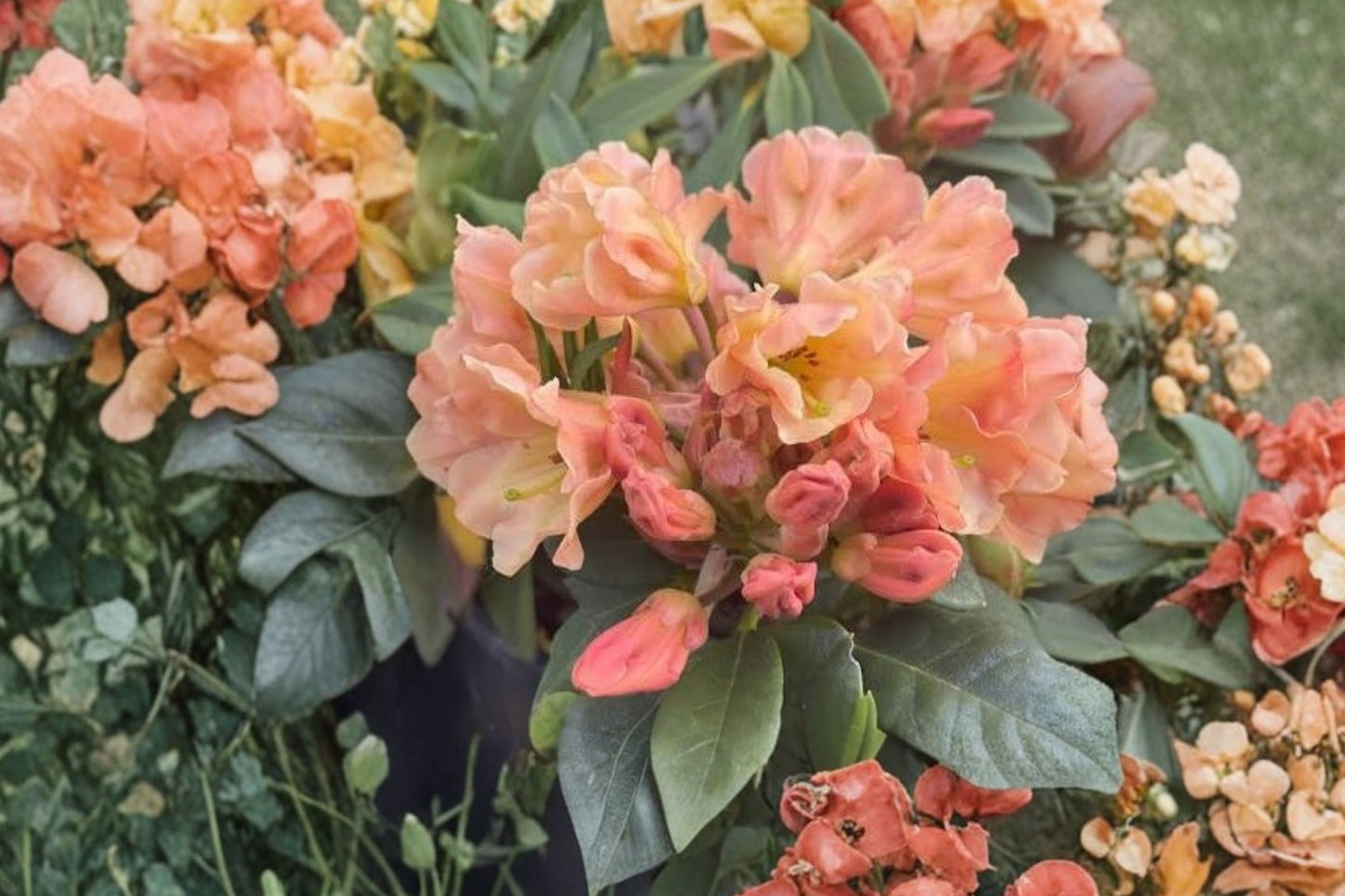 Honey Butter Rhododendron Live Starter Plant | Rhododendron 'Honey Butter' | L7 Pot | Evergreen Flowering Shrub