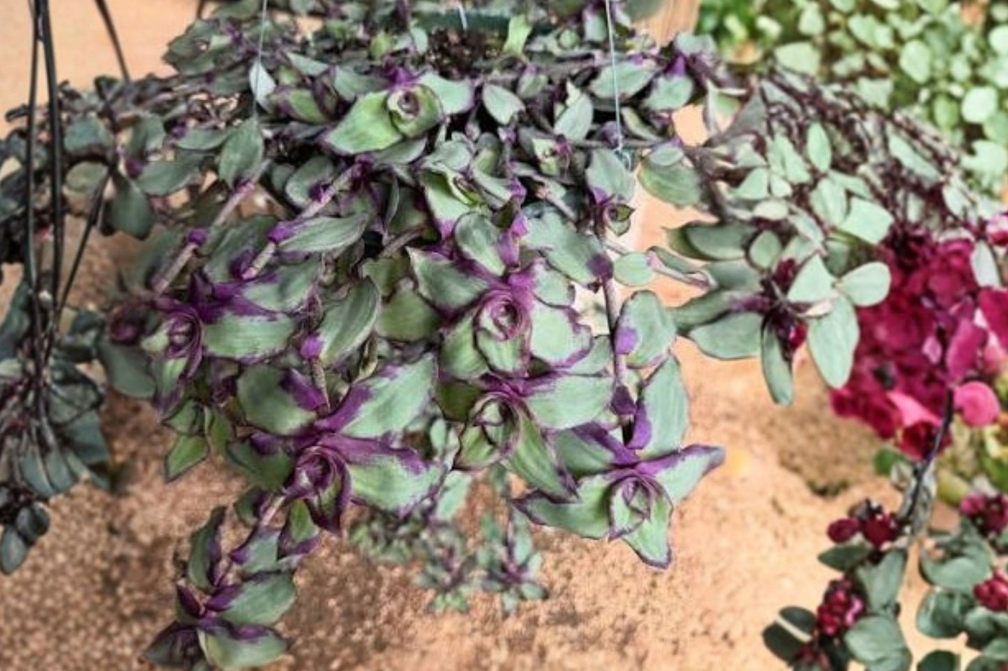Tradescantia Dragon Tail Live Plant | 4 Inch Pot | Rare Trailing Houseplant | Easy Care Indoor Plant | Tropical Vine