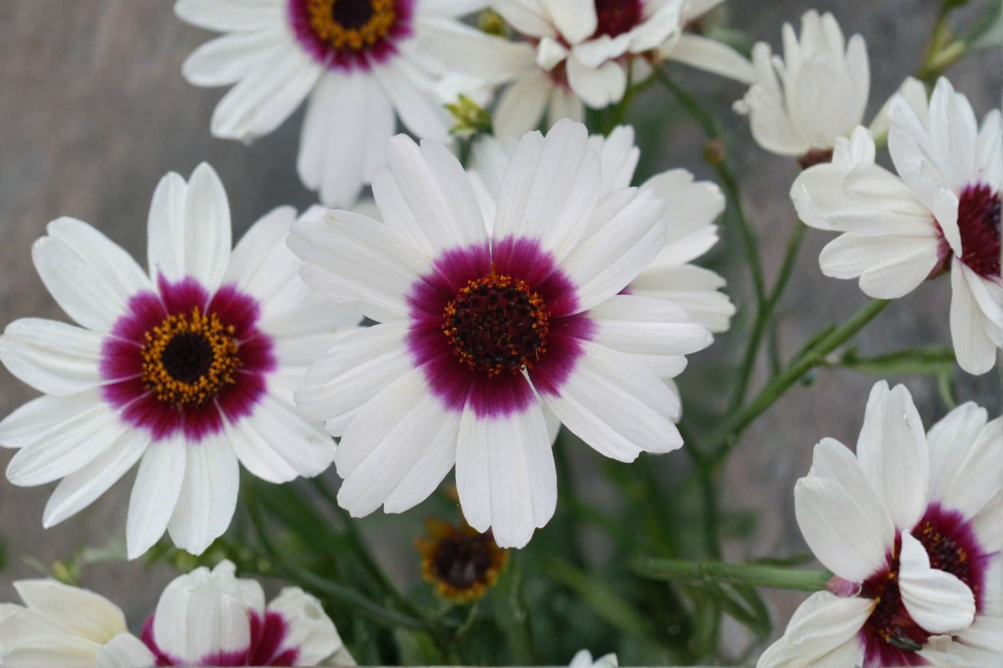 Coreopsis Ice Wine Live Starter Plant | Coreopsis 'Ice Wine' | Hardy Perennial Flower | Pollinator Plant | FREE Shipping