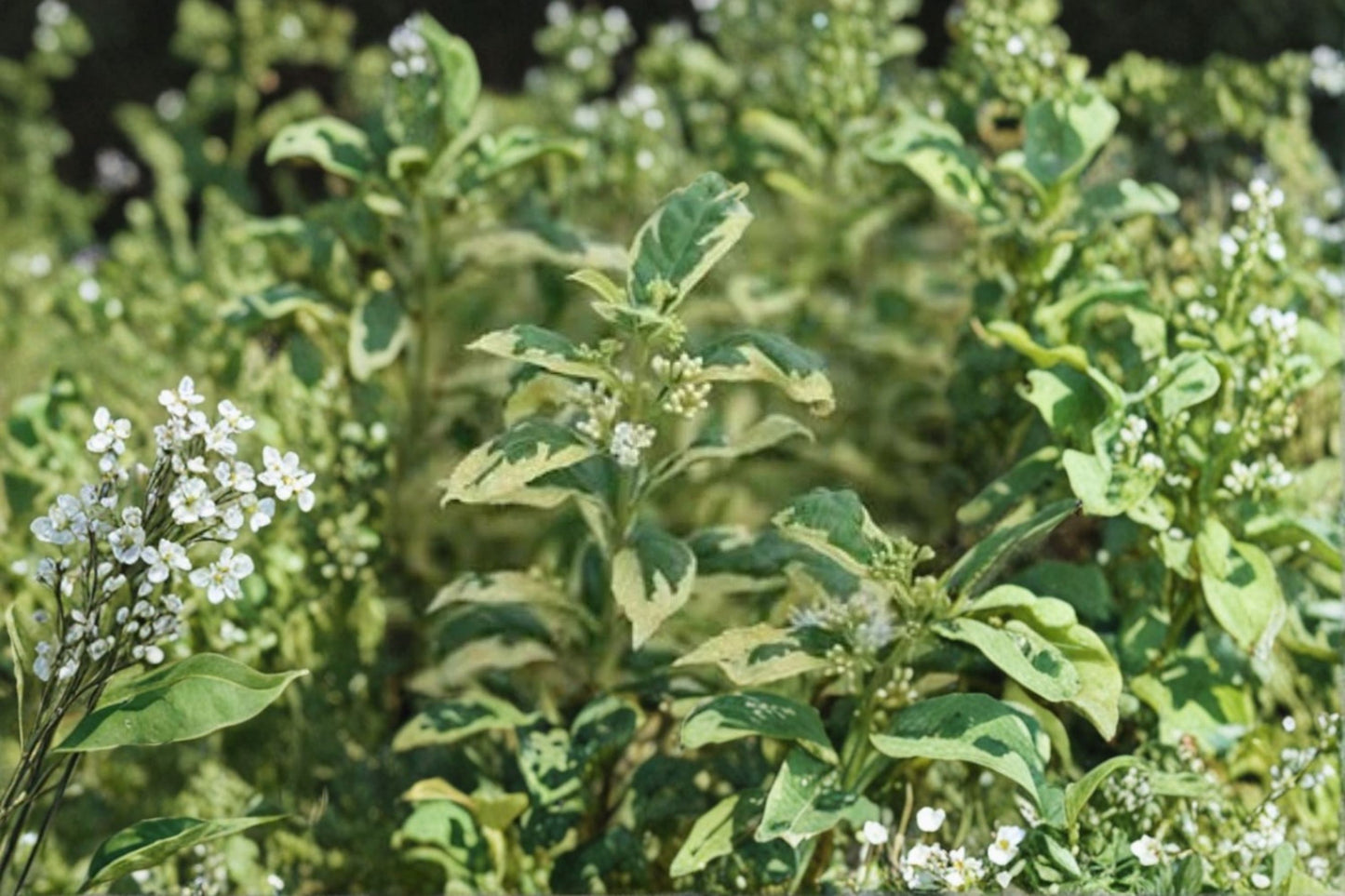 Variegated Duet Beautyberry Live Plant | Callicarpa dichotoma 'Duet' | 8–12 Inch Shrub | White Variegated Foliage & Purple Berries