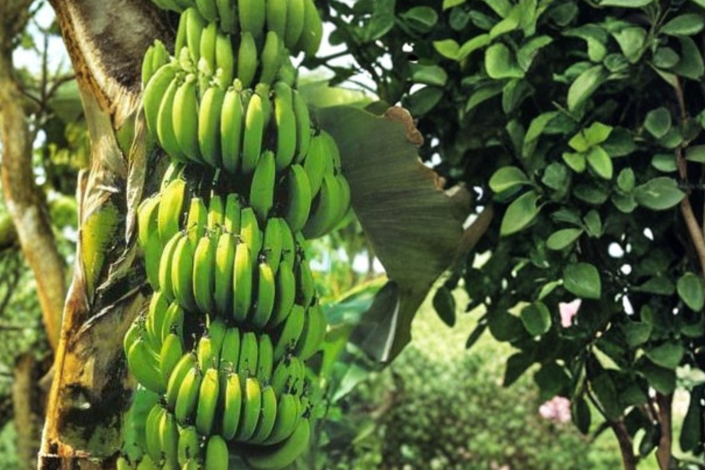 Williams Hybrid Giant Cavendish Banana Bulb | Live Banana Tree Corm | Musa | Full Size Tropical Fruit Plant | Easy to Grow