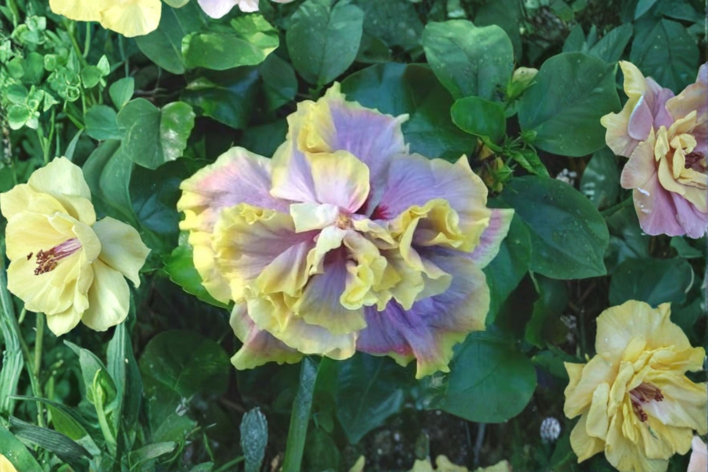 Hibiscus Gator Magic Live Plant | Cajun Hibiscus Starter Plant | Tropical Flowering Hibiscus | Exotic Blooming Shrub | Live Plant