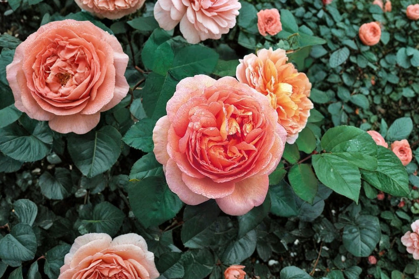 Abraham Darby English Rose Live Starter Plant | David Austin Rose | 4–6 Inch Plant | 4 Inch Pot | Fragrant Repeat Bloomer
