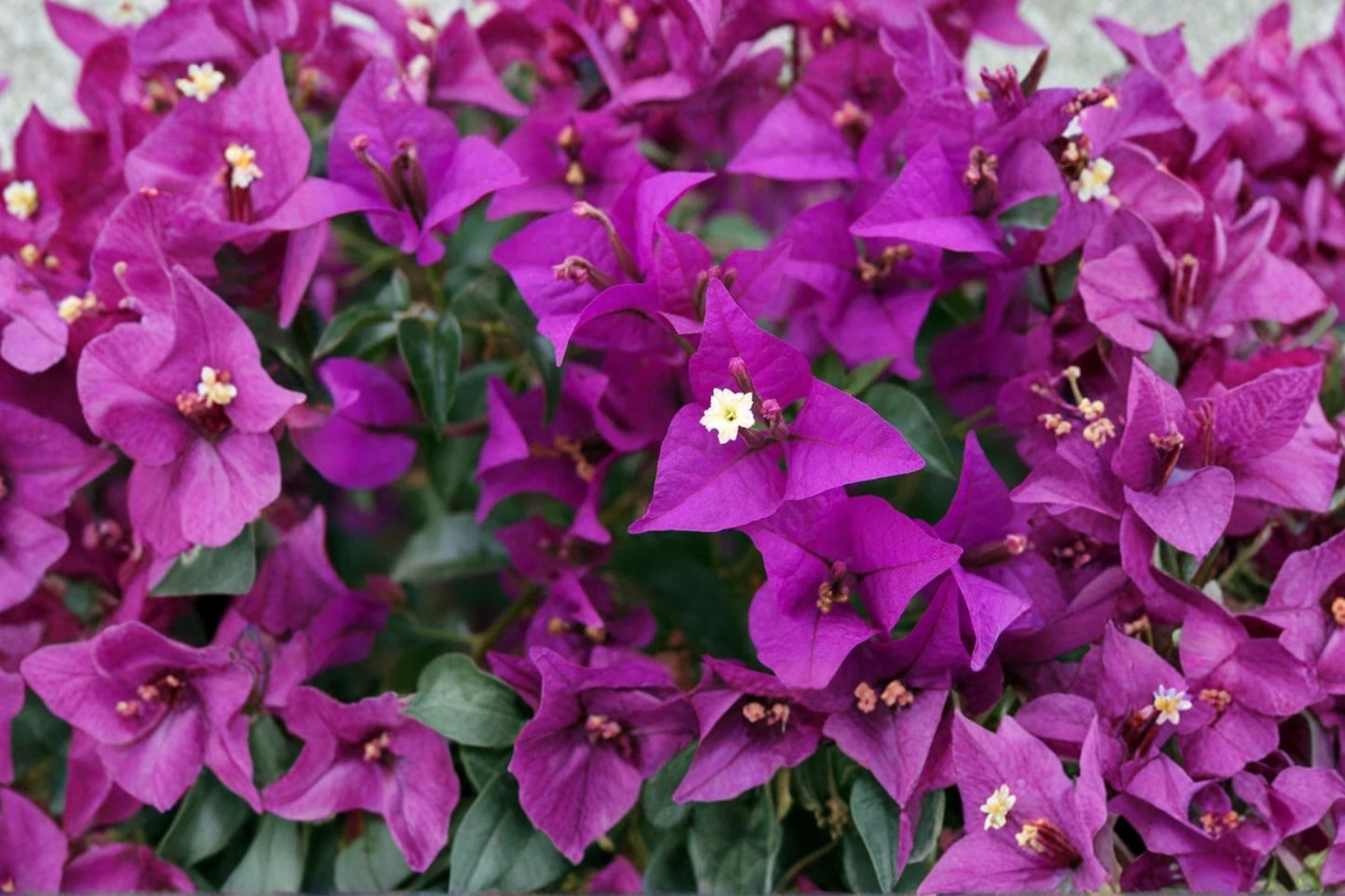 Royal Purple Bougainvillea Live Plant | 3 Inch Pot | Bougainvillea | Tropical Flowering Vine | Vibrant Purple Garden Plant