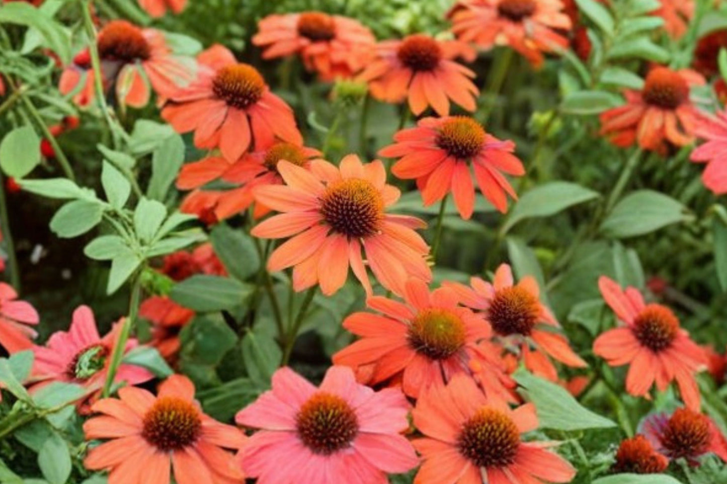 Echinacea ‘PRIMA Saffron’ – Yellow Coneflower – Compact Pollinator Perennial – Dwarf Echinacea – 4.5” Live Plant