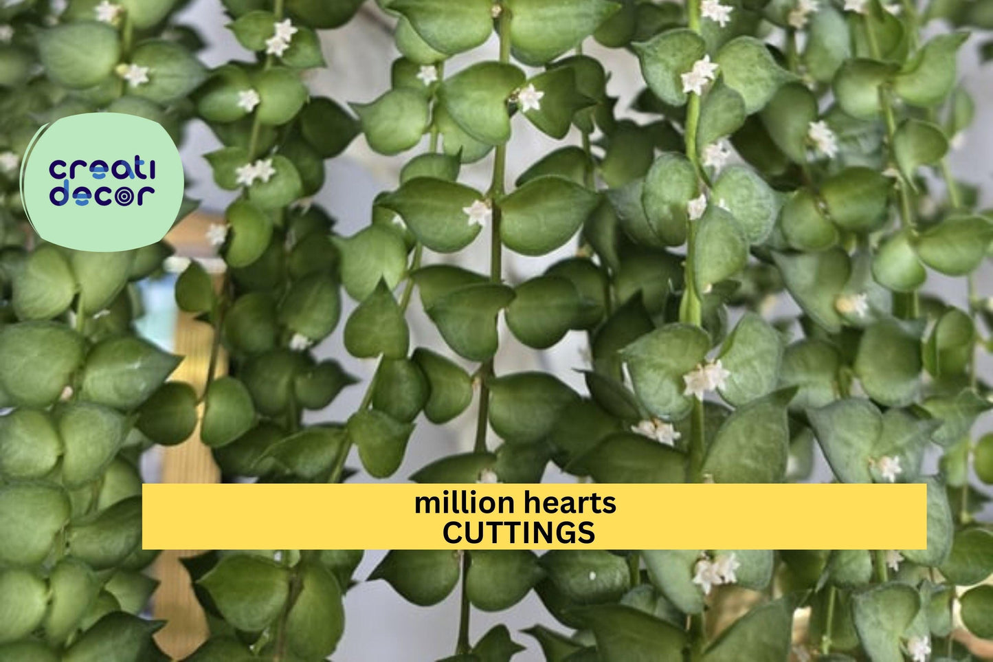 Dischidia ruscifolia Cutting | Million Hearts Plant | 1 Unrooted Vine Starter | Easy Trailing Houseplant | Heart-Shaped Leaves