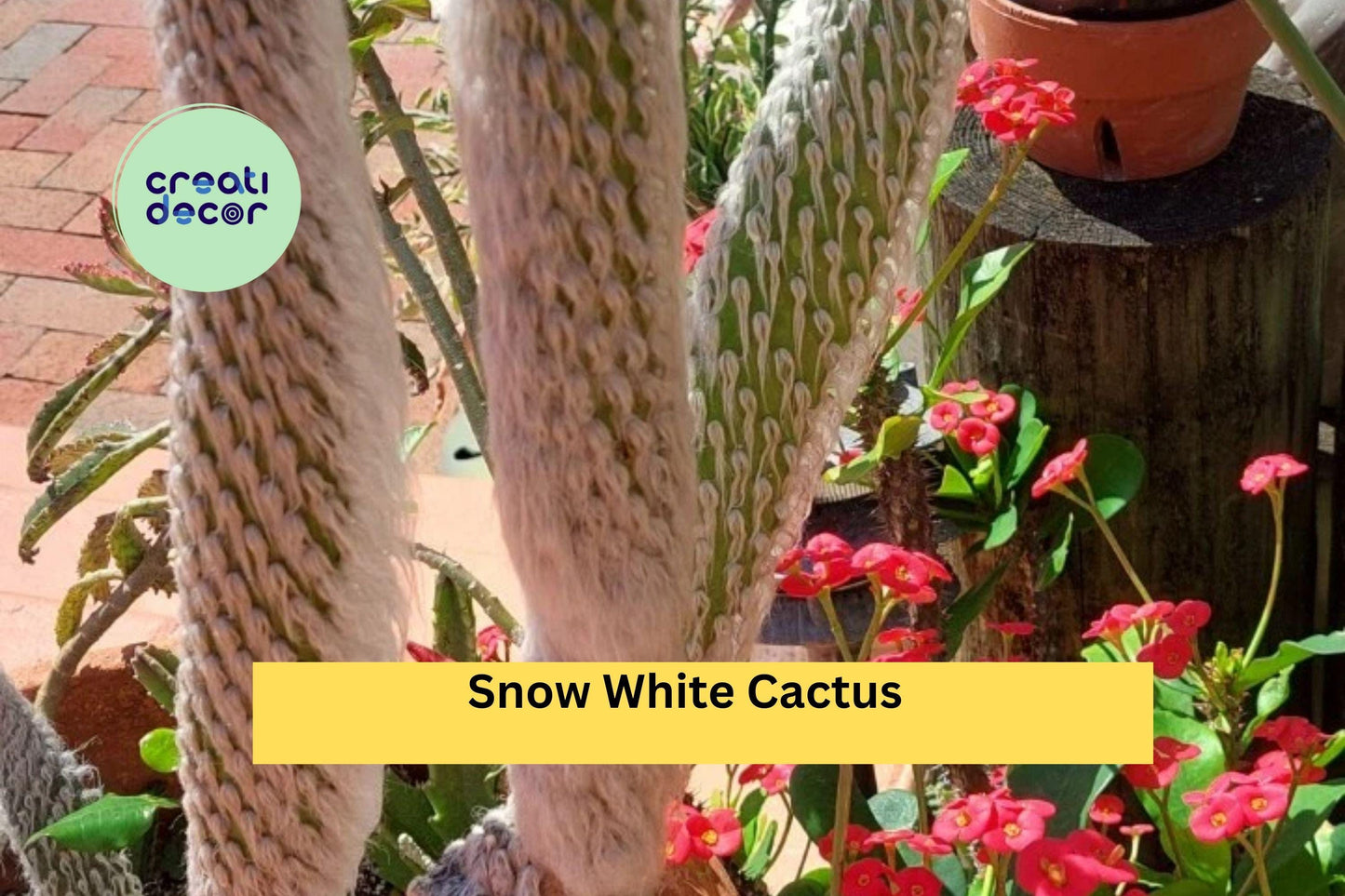 Snow White Cactus Plant | Hairy Roger (Engelmanni carnosus beoskowitzii) Rooted Live Succulent for Desert Garden or Container