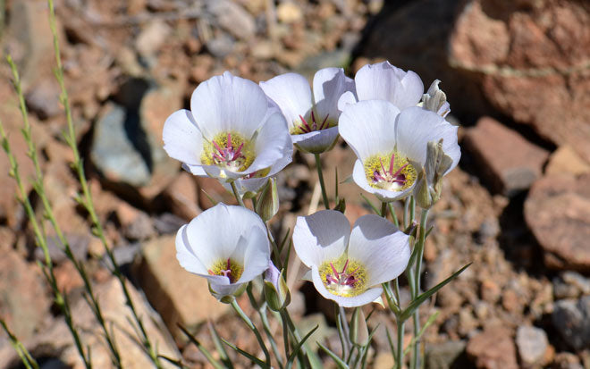 Calochortus Gunnisonii Seeds (30) Gunnison Mariposa Lily β Native Wildflower Bulb, White & Purple Blooms