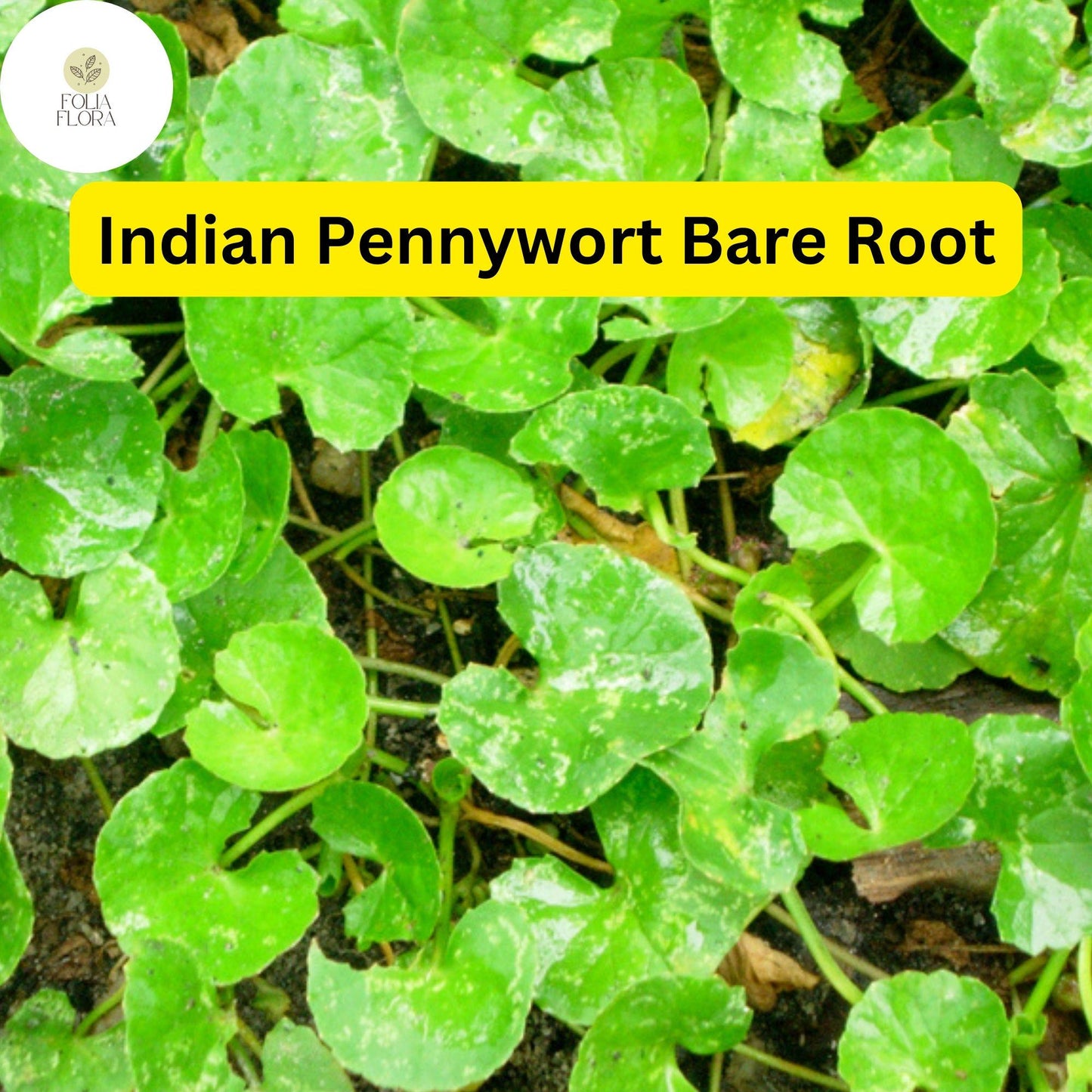 Pennywort 15 Live Plants, Bare Root, Centella asiatica, Easy to Grow Aquatic Herb