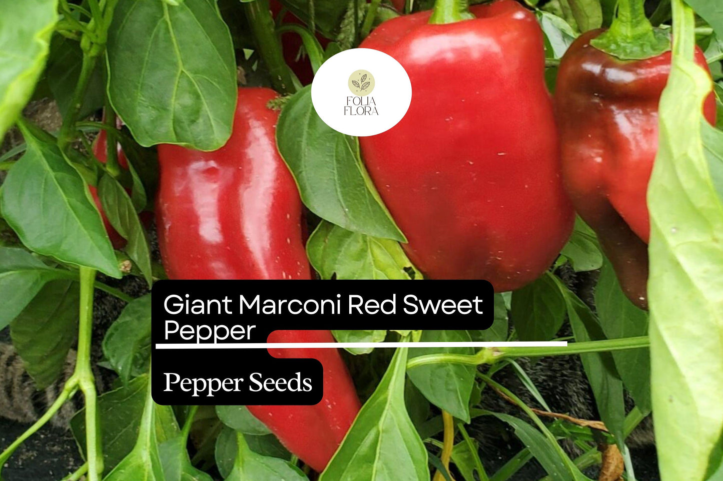 250mg Giant Marconi Red Sweet Pepper Seeds Capsicum annuum | High Yield, Non-GMO, Sweet & Smoky Flavor for Grilling and Roasting