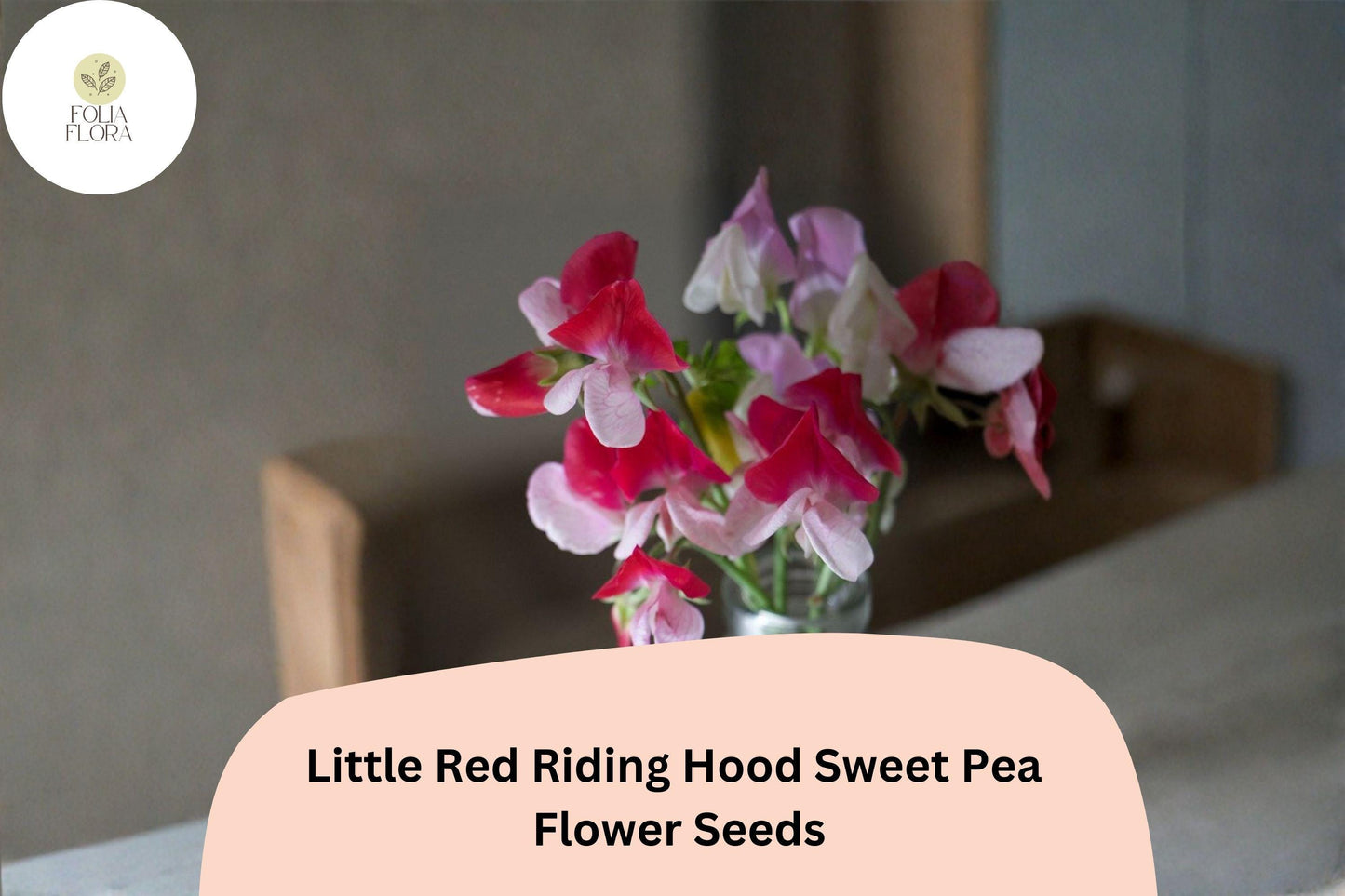Little Red Riding Hood Sweet Pea Seeds | Lathyrus odoratus Red White Bicolor Blooms (50+ Seeds)