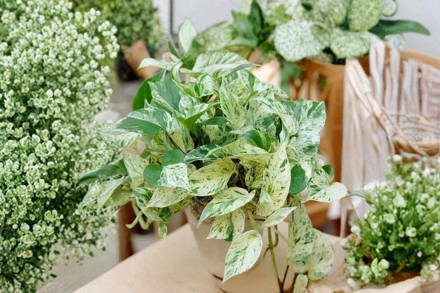 Pothos Ivy Combo 6 Cuttings (2 Marble Queen 2 Brazil 2 N'Joy) Epipremnum aureum