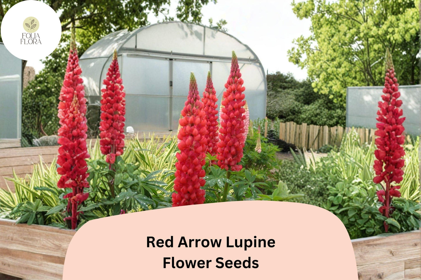 25+ Red Arrow Lupine Seeds | Red Lupinus | Vibrant Spring Bloom Spikes for Garden Planting