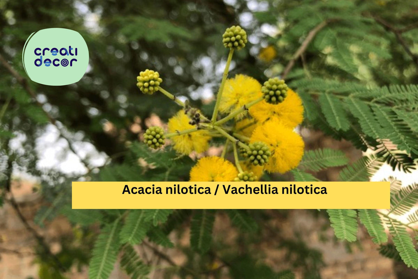 Acacia nilotica Seeds (Vachellia) – 5 Gum Arabic Tree Seeds | Drought-Tolerant | Thorny Acacia | Exotic Bonsai or Ornamental Tree