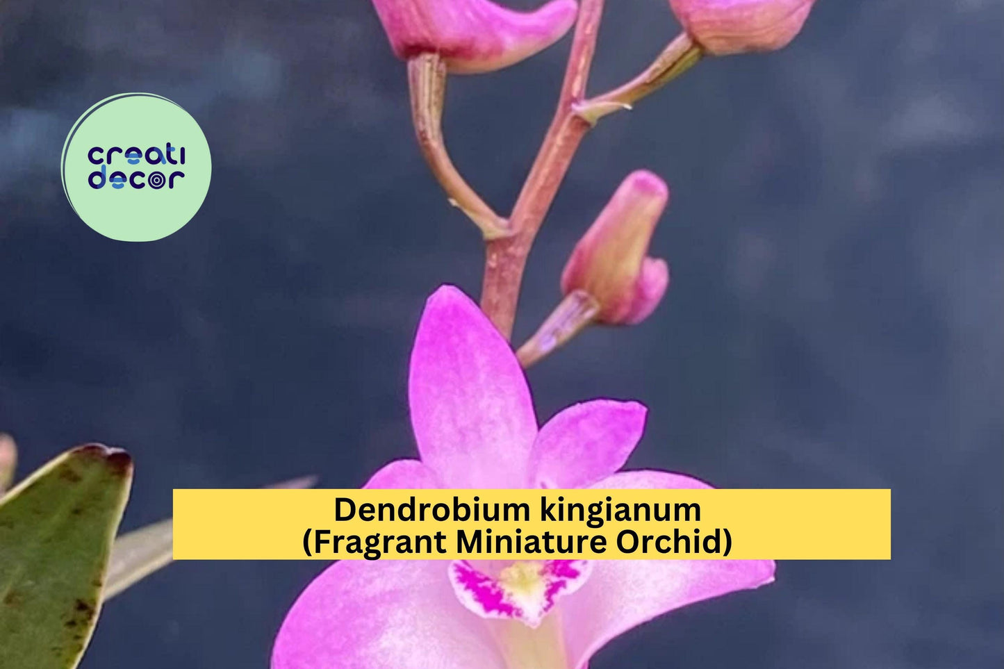 Dendrobium kingianum – Fragrant Miniature Orchid Species – Live Plant with Pink-Purple Blooms, Easy Care Indoor Orchid