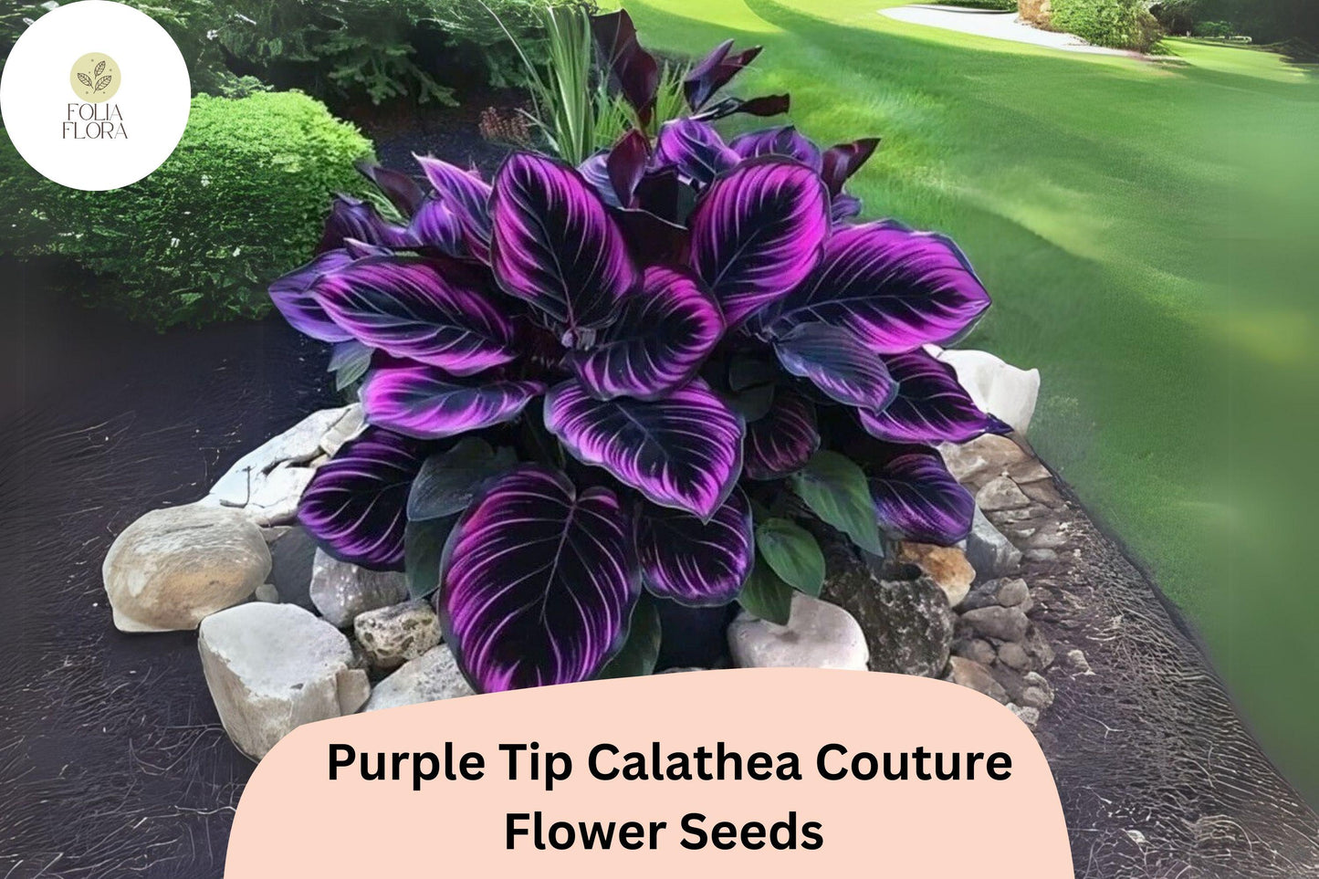 Purple Tip Calathea Couture Seeds (Calathea sp.) | 25+ Seeds | Exotic Tropical Foliage for Home & Garden