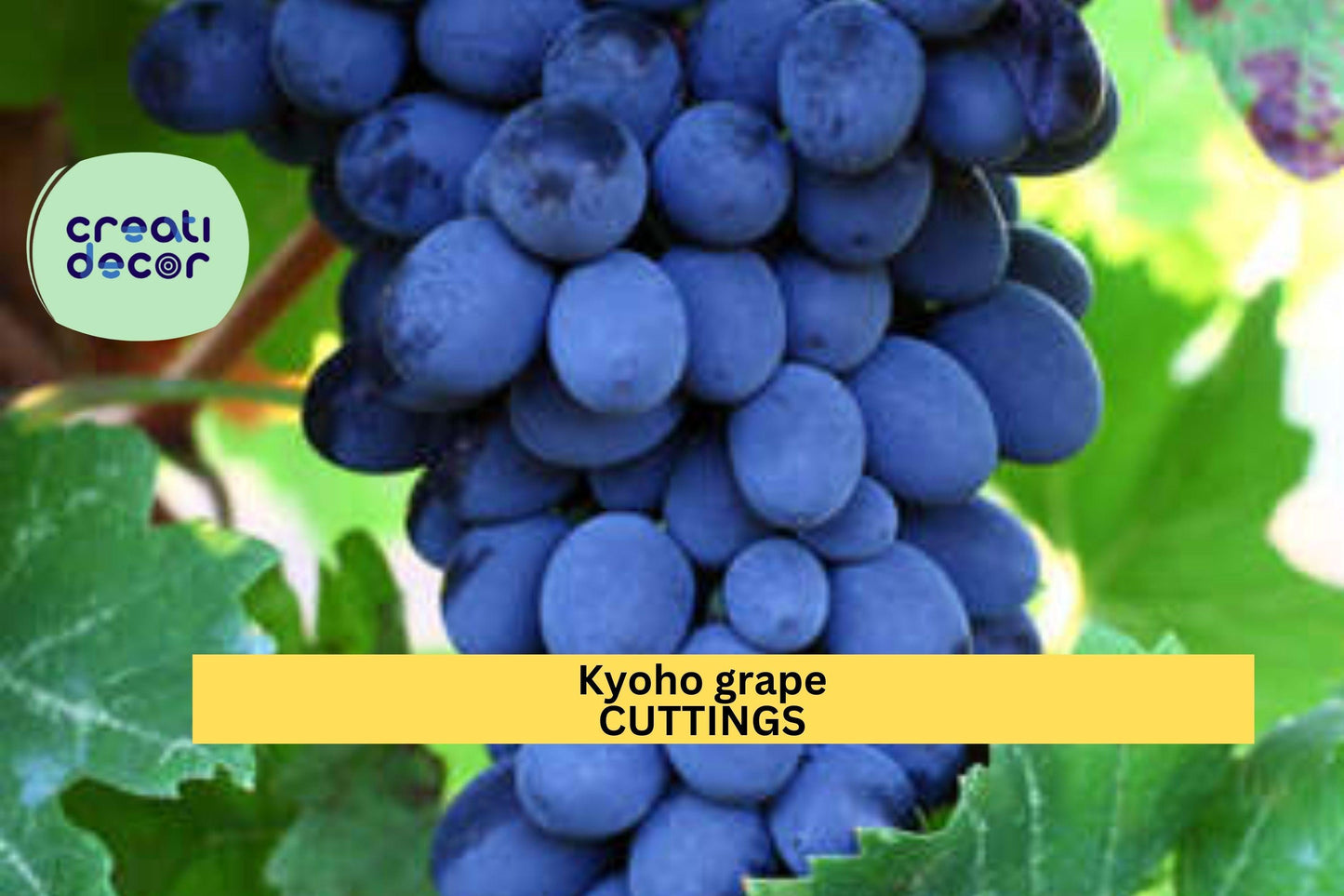 6 Kyoho Grape Cuttings – Japanese Vitis vinifera Variety | 巨峰葡萄 | Unrooted Starter Vines for Planting | US Seller, Fast Ship