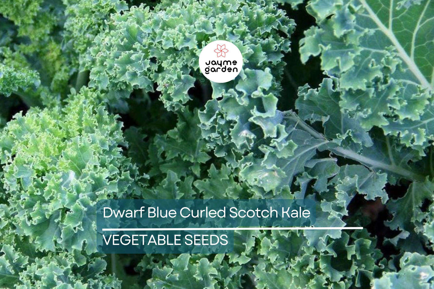 1,500 Dwarf Blue Curled Scotch Kale Seeds ā Non-GMO Heirloom, Hardy, Free Shipping
