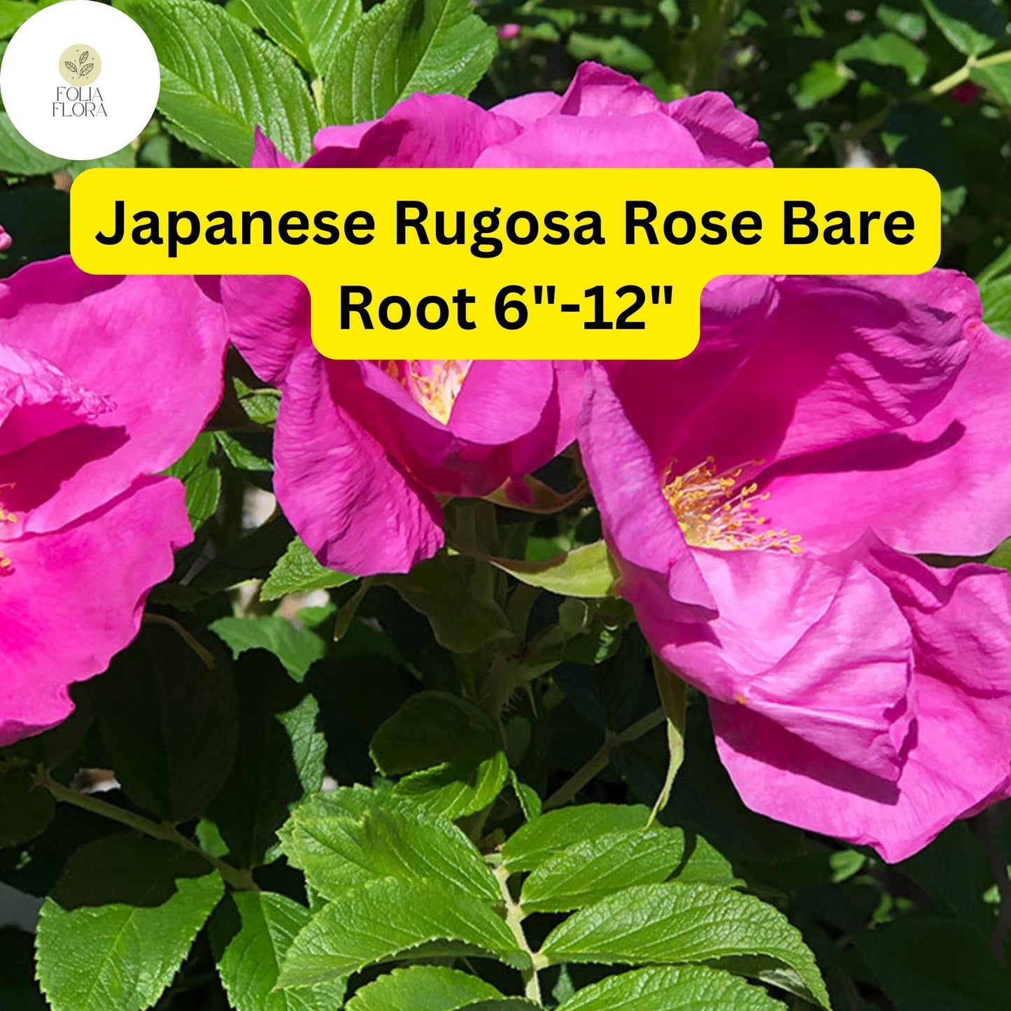 1 Japanese Rugosa Rose (Rosa rugosa) – Live Bare Root Plant 6"-12"