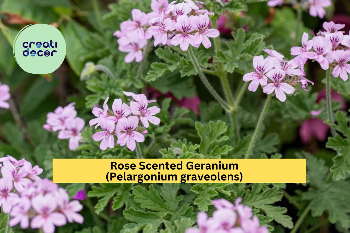 Rose Scented Geranium Cuttings – Set of 6 – Pelargonium graveolens – Fragrant Herb Plant for Garden & Indoor Pots