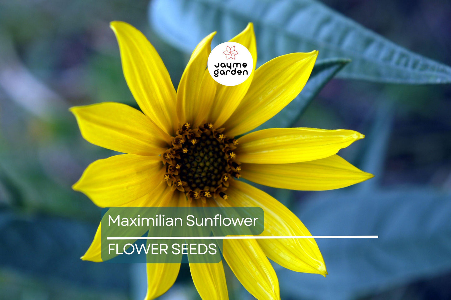 1,000 Maximilian Sunflower Seeds - Non-GMO, Free Shipping, Perennial, Yellow Blooms