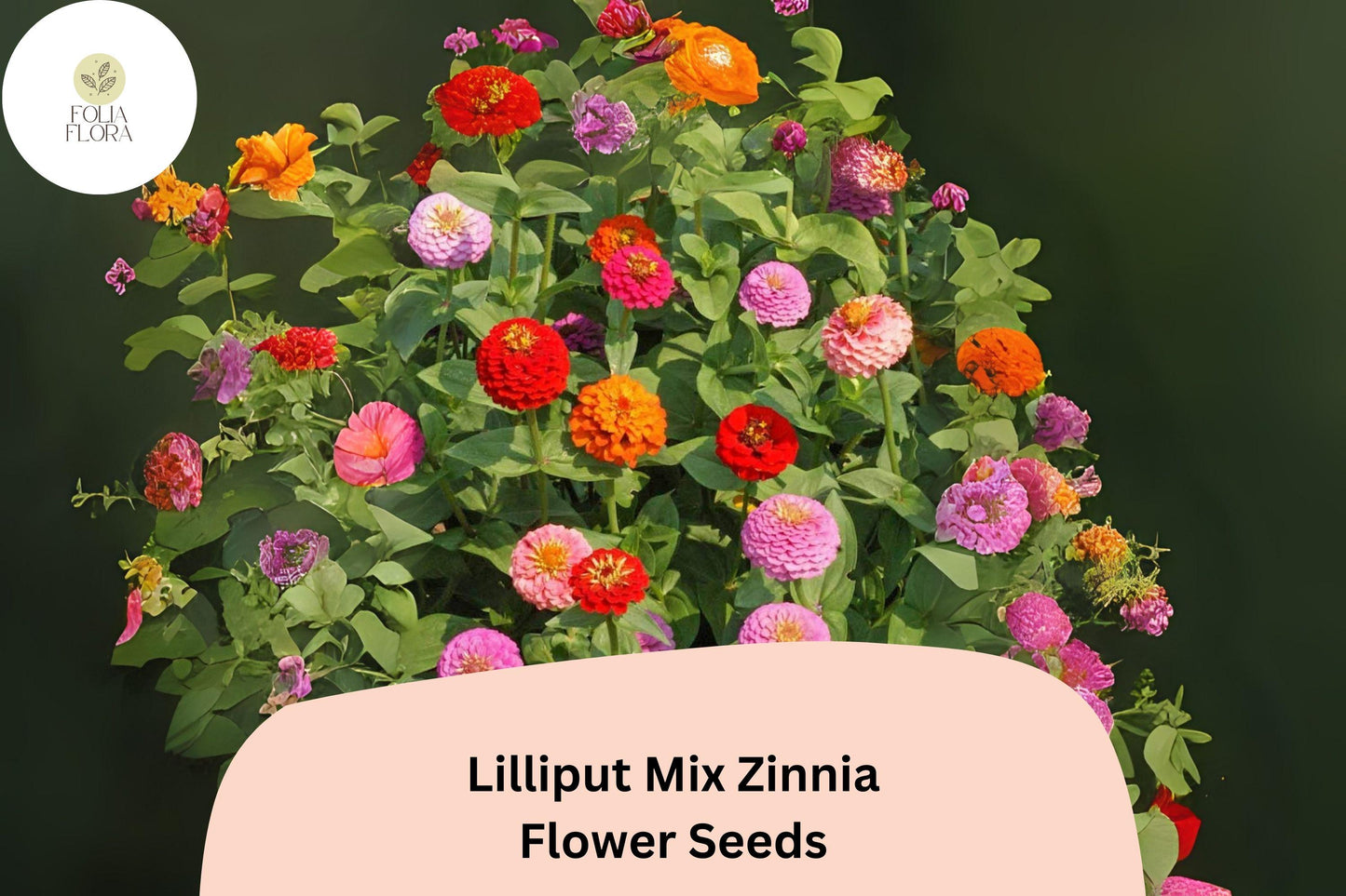 100+ Lilliput Mix Zinnia Seeds – Small Pompon Blooms for Borders, Bouquets & Summer Gardens