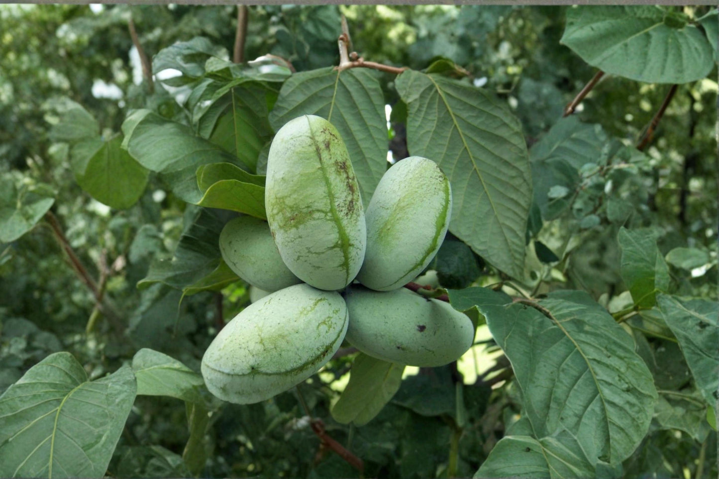 Pawpaw Tree 10 Cuttings Unrooted (Asimina triloba) Native Fruit Tree
