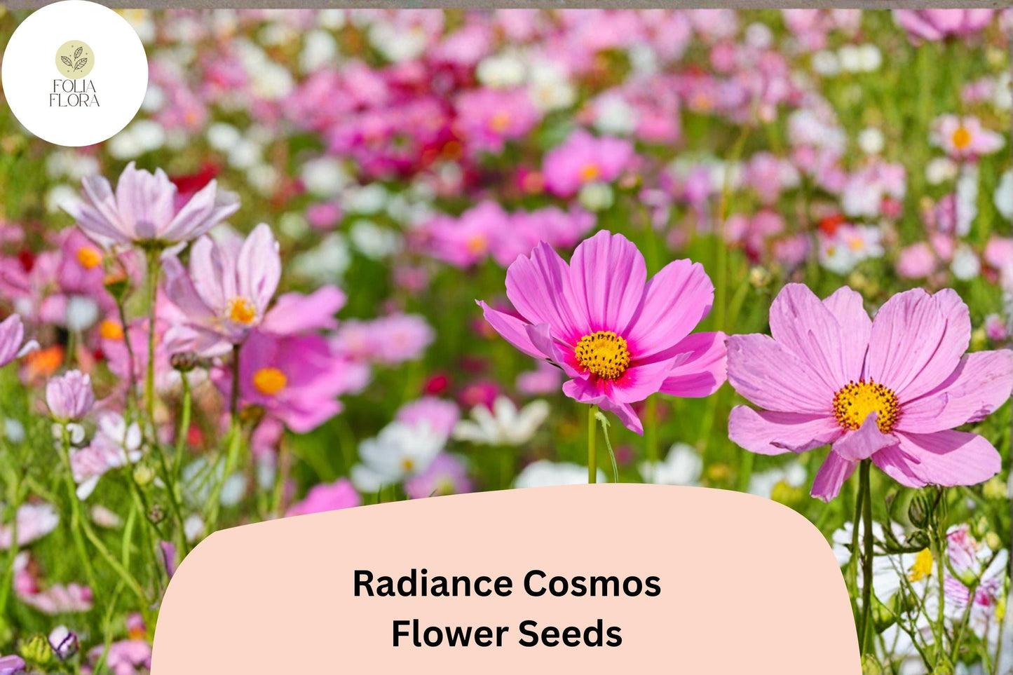 200+ Radiance Cosmos Seeds | Cosmos Bipinnatus Pink Magenta Blooms | Annual Garden Flower Seeds for Planting