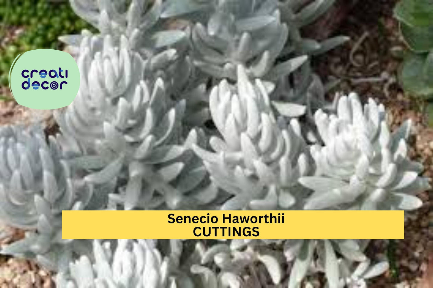 1 Senecio Haworthii Succulent Cutting | 4" Unrooted Cocoon Plant Stem | Fuzzy White Leaves | Rare Snowy Succulent