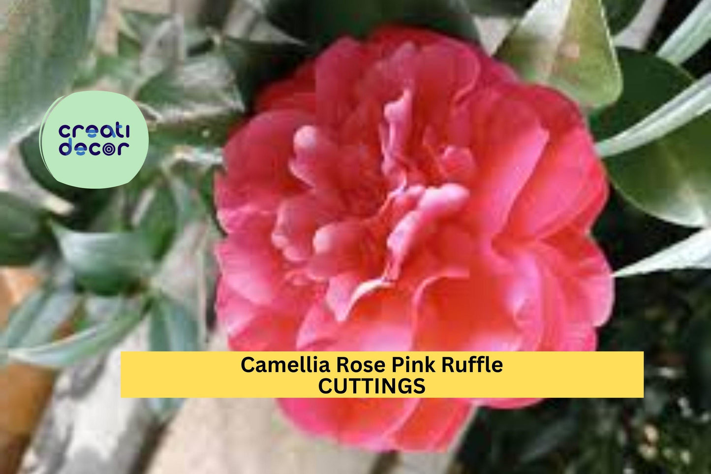 10 Camellia Rose Pink Ruffle Cuttings – Unrooted Flowering Shrub | 5” Blooms Feb–May | Camellia japonica for Garden or Container Planting