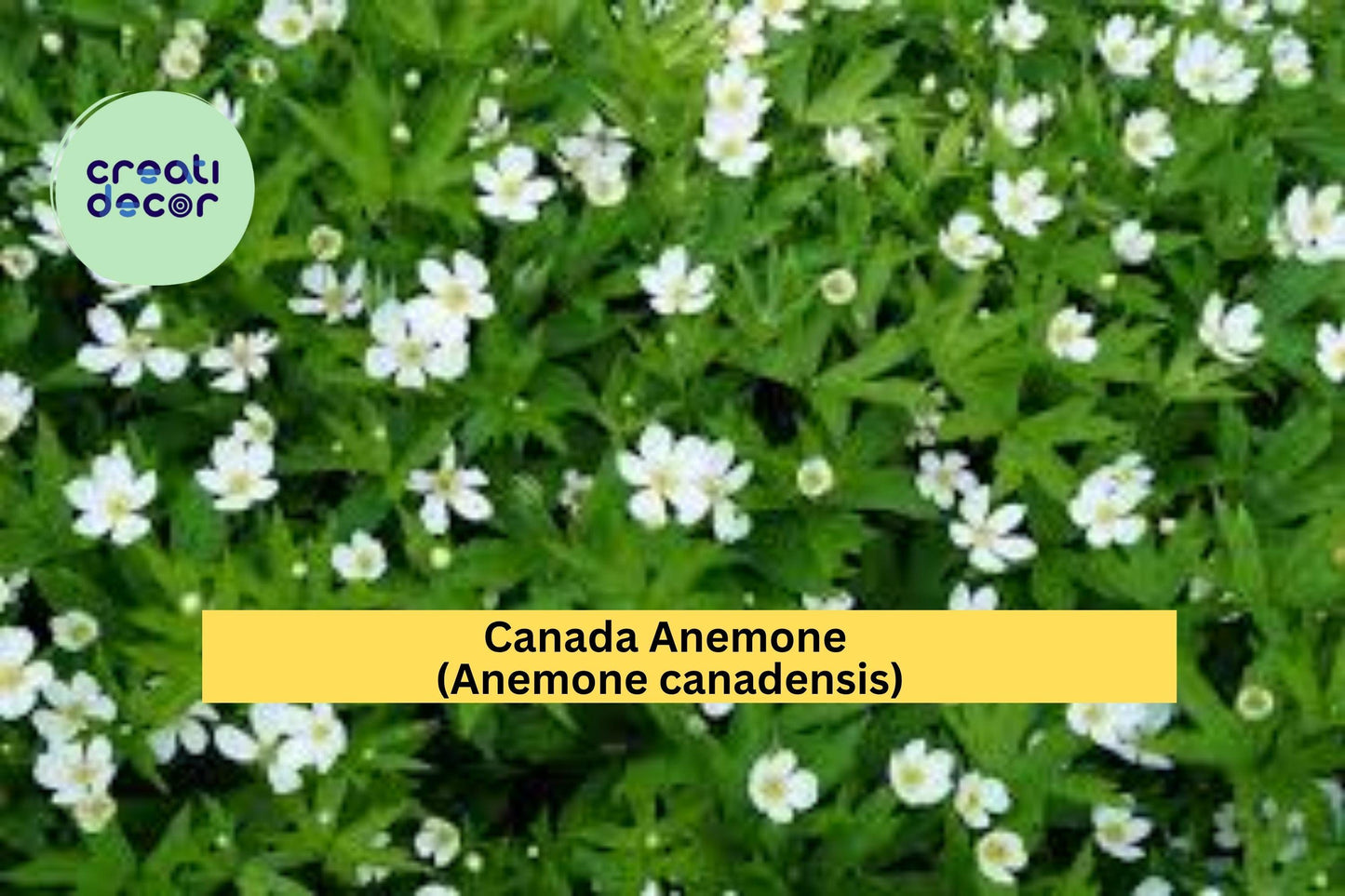 Canada Anemone Seeds – Anemone canadensis – 100 Seeds – Native White Wildflower for Pollinator & Woodland Gardens