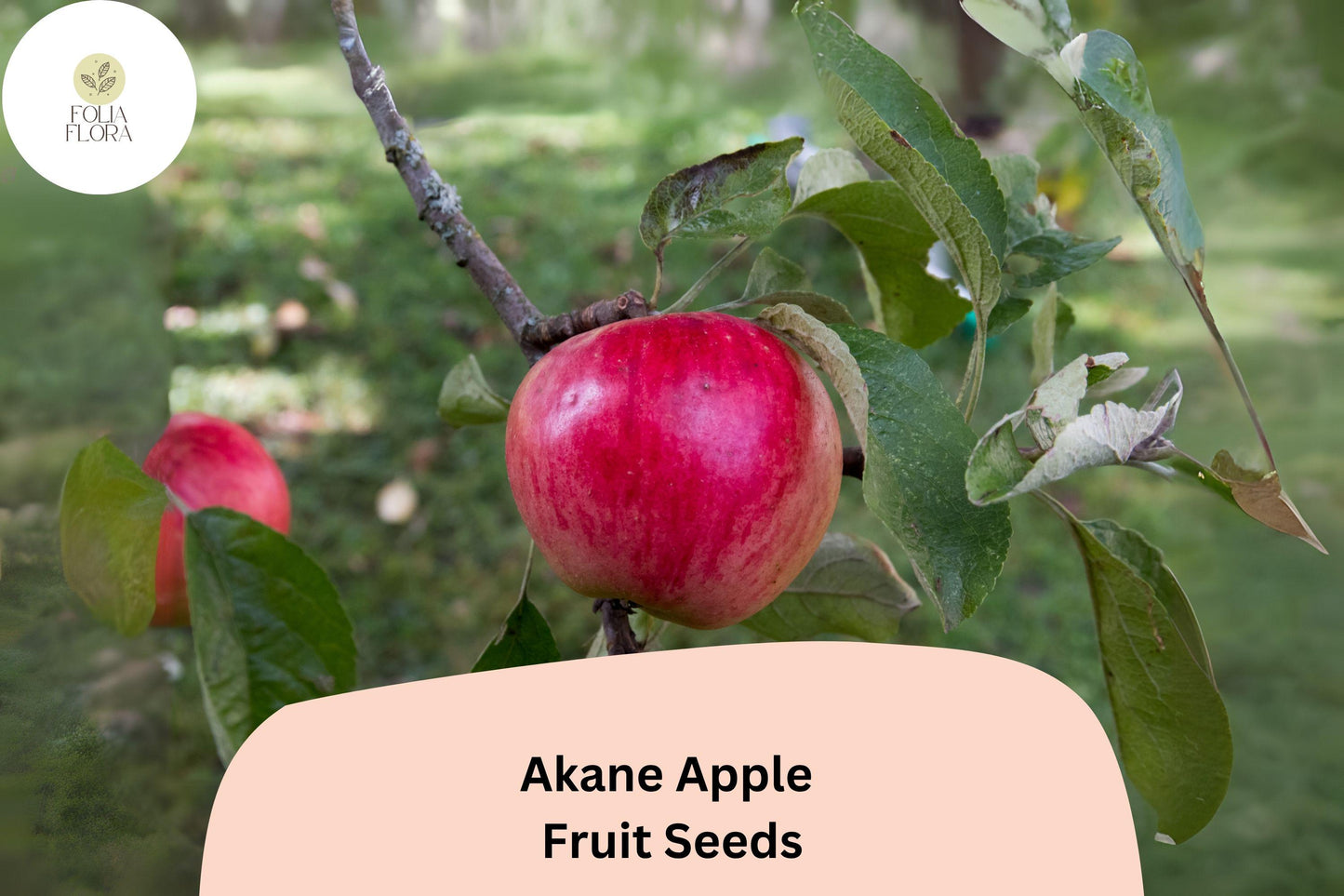 25+ Akane Apple Seeds | Crisp Red Heirloom Variety | Malus domestica | Sweet-Tart Flavor | Rare Garden Fruit Tree Seeds