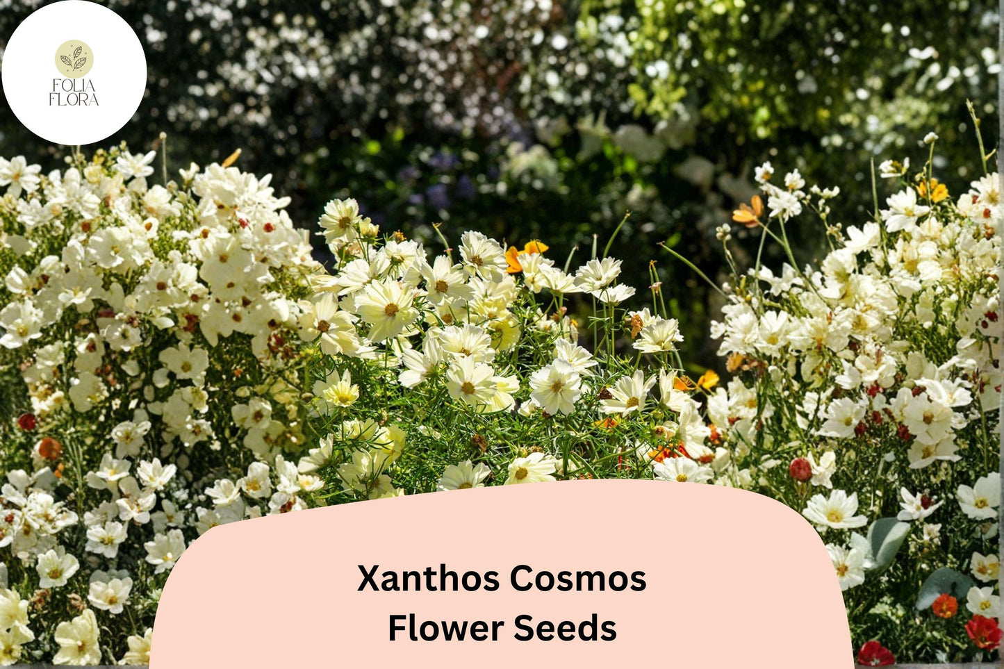 200+ Xanthos Cosmos Seeds | Cosmos bipinnatus Pale Yellow Blooms | Easy Annual Garden Flower for Borders & Pollinators