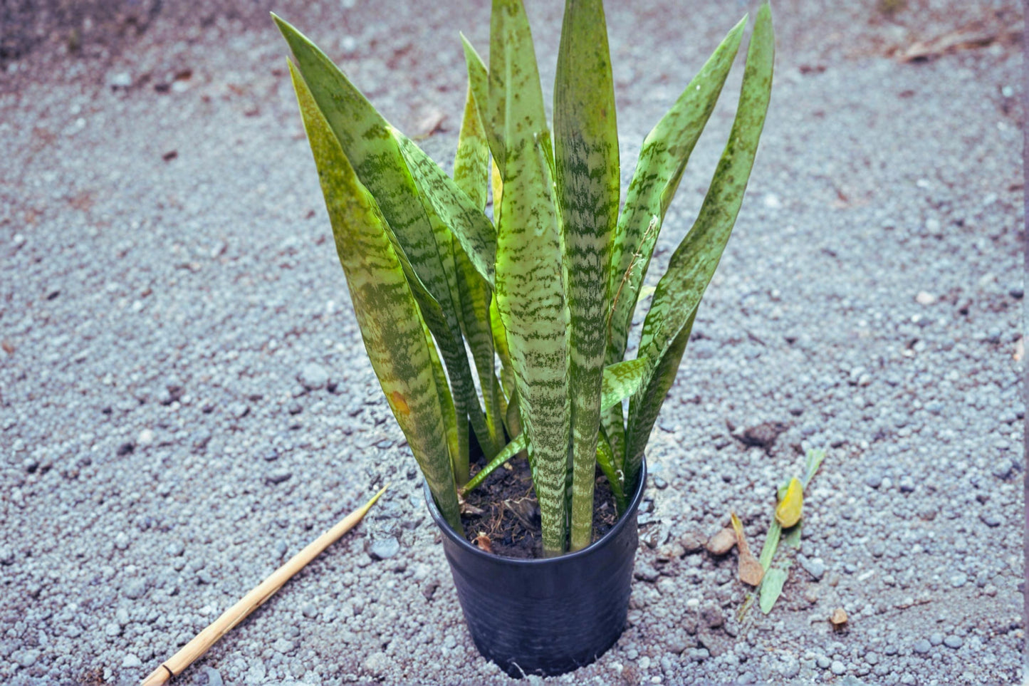 Sansevieria 3 Cuttings 4-6 Inches Snake Plant Starter Leaves