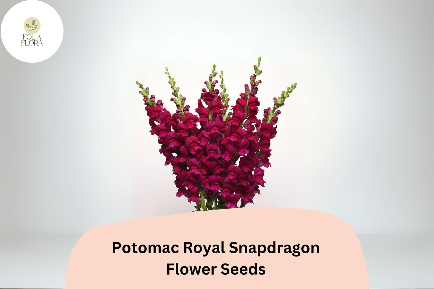 Antirrhinum majus Potomac Royal Snapdragon Seeds – 1000+ Rich Purple Blooms for Garden & Cut Flowers