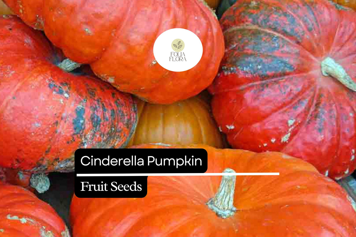 10 Seeds Cinderella Pumpkin (Cucurbita maxima) – Heirloom Rouge Vif d'Etampes Variety