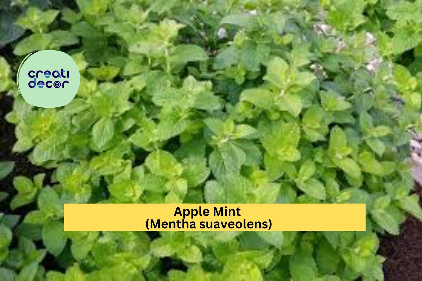 Apple Mint Cuttings – Mentha suaveolens – 10 Fresh Woolly Mint Stems Ready to Plant, Fragrant Culinary and Garden Herb