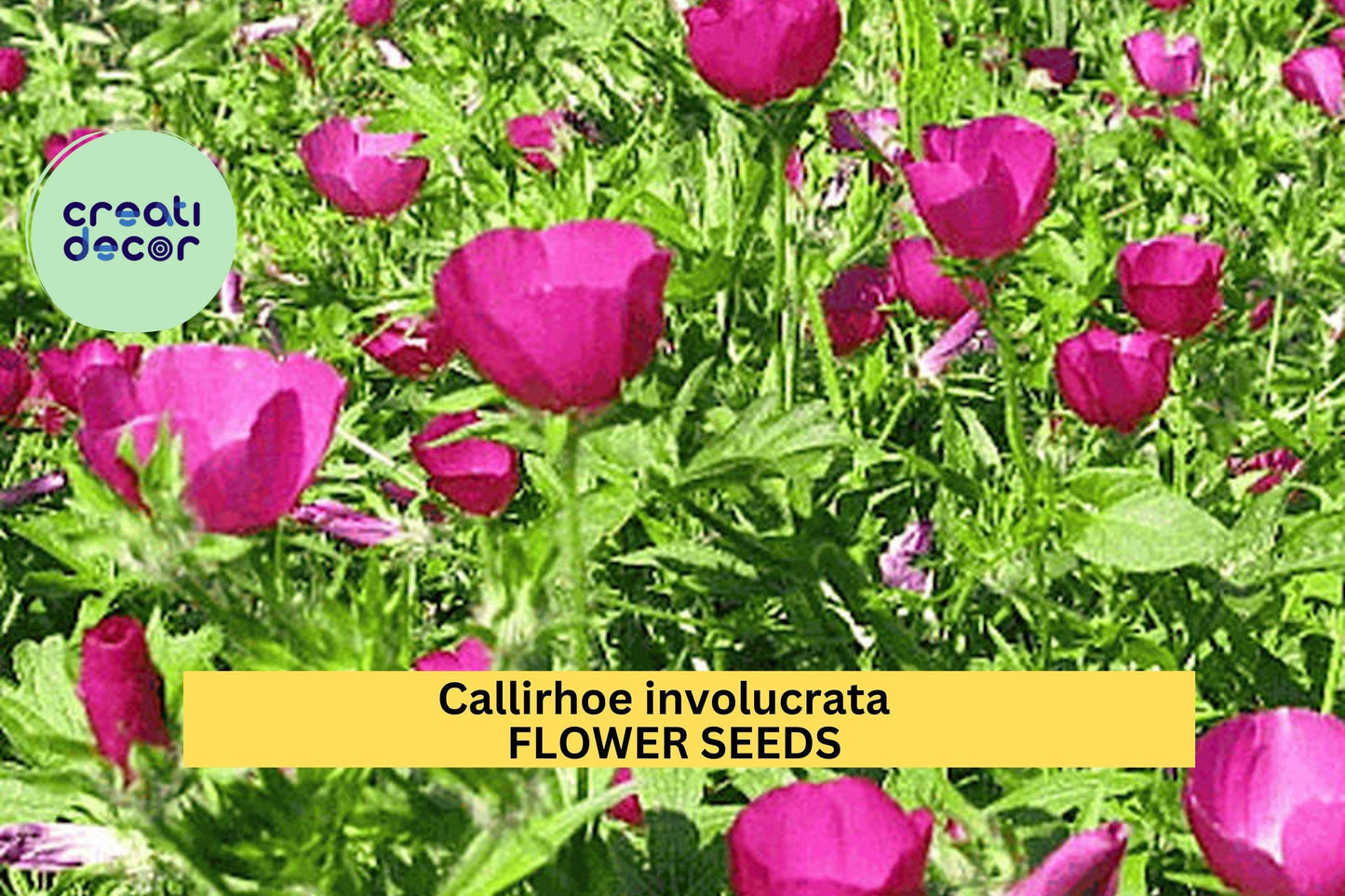 Callirhoe involucrata 15Seeds – Purple Poppy Mallow – Native Ground Cover with Magenta Blooms for Pollinator Gardens, Rock Gardens, Dry Soil