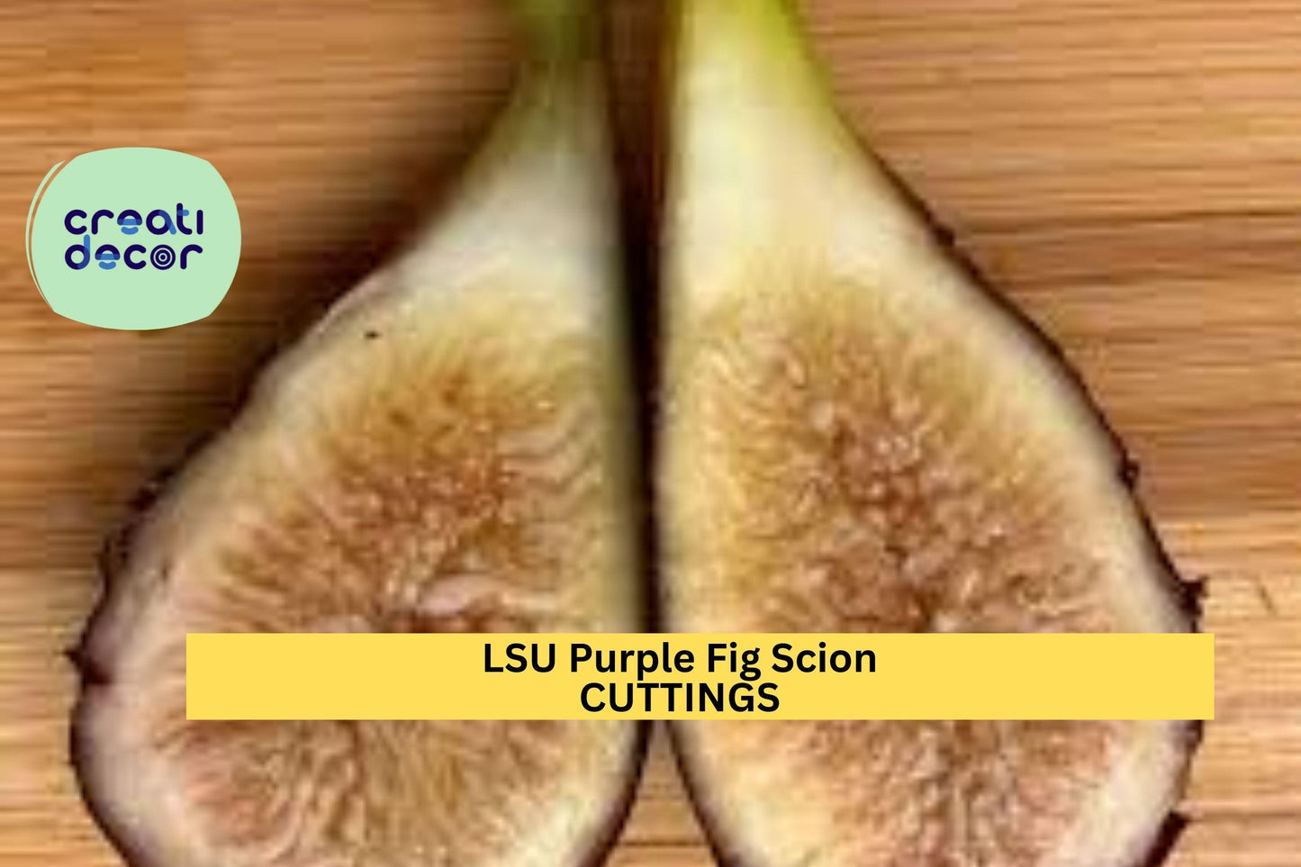 5 LSU Purple Fig Scion Cuttings – Ficus carica for Grafting or Rooting | Sweet Early-Ripening Variety for Orchards or Container Gardens