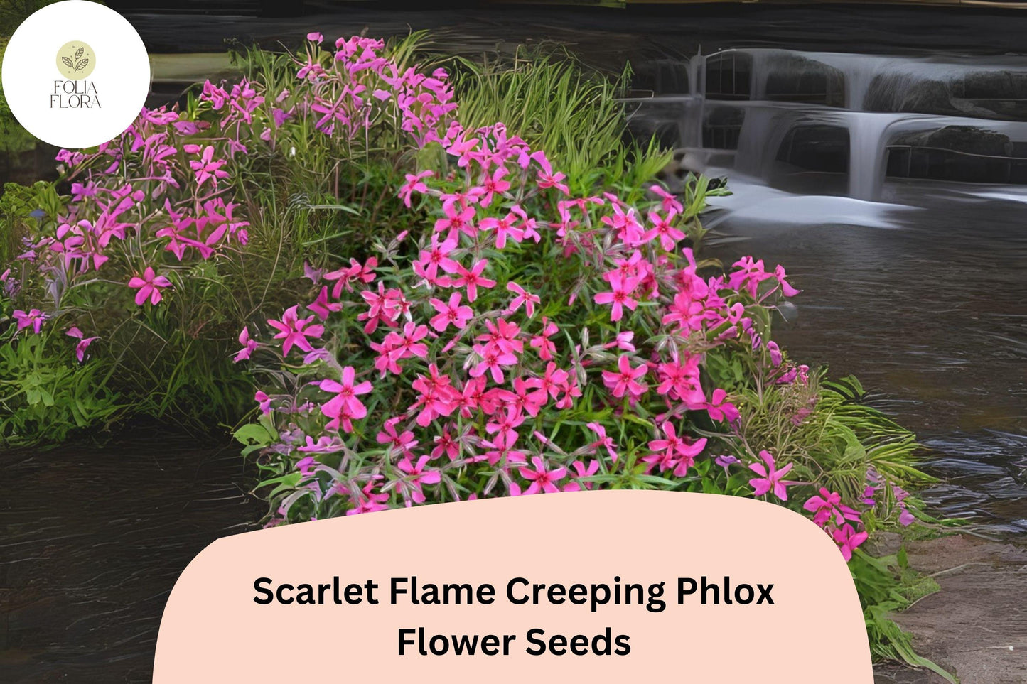 100+ Scarlet Flame Creeping Phlox Seeds – Groundcover Perennial Flower Seeds, Phlox subulata